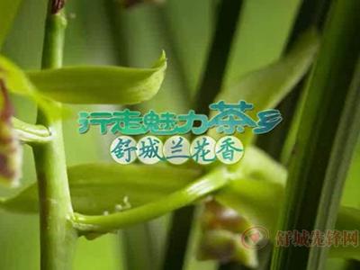 《行走魅力茶鄉：舒城蘭花香》